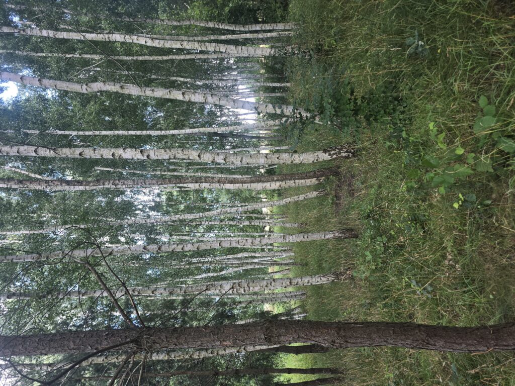 Młodnik brzozowy i gęste samosiejki przeznaczone do wycinki i pozyskania biomasy