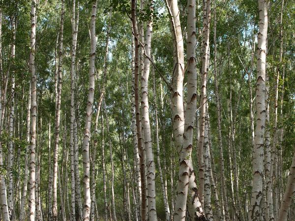 Zarośnięty grunt z młodymi brzozami – wycinka biomasy Lębork
