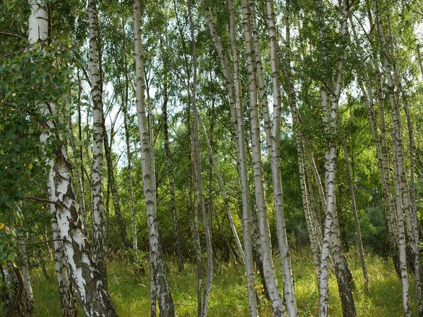 Gęste samosiejki brzozy na nieużytku – wycinka samosiejek Lębork